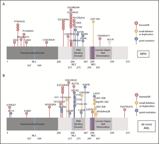 Figure 1. NFE2 mutations are present in MPN and patients with de novo AML. (A-B) Schematic representation of the NFE2 protein indicating mutations detected in (A) patients with MPN and (B) patients with de novo AML. (A-B) Patients with MPN reported in Jutzi et al10 and Lundberg et al,34 as well as in patients with MPN analyzed by B.C. and A. Vannuchi and P. Guglielmelli (personal communication). Patients with AML: 749 patients from HOVON trials, as well as 400 patients from AML-SG trials.11-13 Color code: red, insertion and deletion mutations causing a frameshift; orange, small in frame deletions; blue, point mutations. Details are given in supplemental Table 1. NES, nuclear export sequence; NLS, nuclear localization sequence.