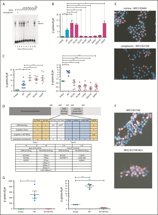 Figure 2. Mutations in NFE2 alter transactivating activity and subcellular localization. (A) Electrophoretic mobility shift assay (EMSA) of wt-NFE2 and NFE2 mutants. Nuclear extracts of HEK-293 cells transfected with expression vectors encoding either wt-NFE2 (lanes 1-3), or the indicated mutants (lanes 4-10), together with MafG, were incubated with a 32P-labeled oligonucleotide containing a NFE2 binding site, as previously described.10 In lane 2, a 100× excess of a nonradioactive oligonucleotide, encoding the consensus NFE2 binding site, was added. Open circle: unspecific band; triangle: NFE2 band. (B) CB3 cells, which lack endogenous NFE2, were transduced with wt-NFE2 or various NFE2 mutants, as indicated, and assayed for β-globin and β-2-microglobulin housekeeping gene expression by quantitative reverse transcription (qRT)-PCR, as previously described.9 Results represent the mean ± SEM of at least 4 independent experiments and are reported as relative expression levels setting β-globin expression in empty transfected CB3 cells at 1. Data were analyzed for statistical significance by 1-way ANOVA with Bonferroni’s post hoc multiple comparison test. *P < .05; **P < .01; ***P < .001. (C) CB3 cells were transduced with pLeGO-iC2-NFE2 as well as with either an empty pLeGO-iG vector, or with pLeGO-iG vectors encoding either wt-NFE2 or the NFE2 mutants indicated. Cells were assayed for β-globin and β-2-microglobulin housekeeping gene expression by qRT-PCR, as in panel B. Results represent the mean ± SEM of at least 4 independent experiments and are reported as relative expression levels setting β-globin expression in pLeGO-iC2-NFE2/empty pLeGO-iG-transduced CB3 cells at 1. Data were analyzed for statistical significance by 1-way ANOVA with Bonferroni’s post hoc multiple comparison test. *P < .05; **P < .01; ***P < .001; **** P < .0001. (D, top) Schematic representing the NFE2 protein indicating functional domains. (Bottom) A table summarizing the data from panels A-C and E. c, cytoplasmic; n, nuclear; n.d., not determined; *Published NFE2 mutants.10 **The R273W mutant weakly binds DNA in an EMSA (Type IIa-like), but not in a ChIP assay (type IIb-like). Protein nomenclature, see supplemental Table 2. (E-F) Subcellular localization. 293T cells were transduced with pLeGO-iG expressing the NFE2 mutants indicated: Cells were fixed, permeabilized, and stained with an antibody against NFE2, detected by a secondary antibody coupled to AF647 (red stain), counterstained with 4′,6-diamidino-2-phenylindole (DAPI, blue) and assessed by immunofluorescence microscopy. (G, left) CB3 cells were transduced with an empty vector, wt-NFE2 or the R237W-NLS mutant indicated and assayed by qRT-PCR as cells in panel B). n = 4 per construct. (Right) CB3 cells were transduced with pLeGO-iC2-NFE2, as well as with either an empty pLeGO-iG vector or with pLeGO-iG vectors encoding either wt-NFE2 or the R273W-NLS mutant. Cells were assayed by qRT-PCR as in panel B. n = 3 per construct. WT, wild-type.