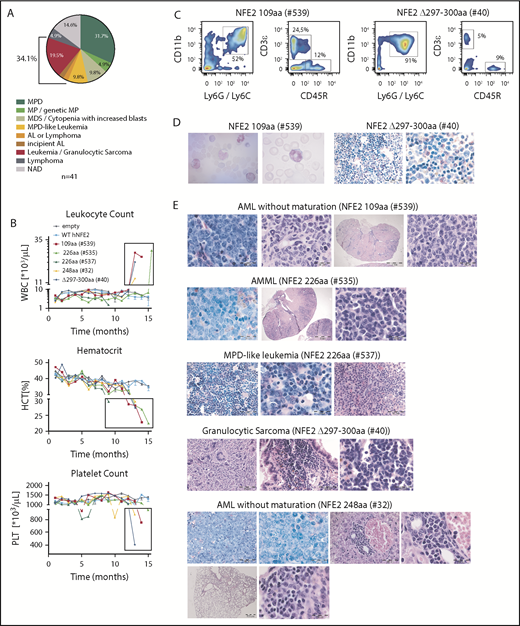 Figure 4. Expression of mutant NFE2 causes AML with concomitant granulocytic sarcoma as well as isolated granulocytic sarcoma in mice. (A) Diagnoses according to the Bethesda Classification of Nonlymphoid Hematological Malignancies10 in n = 41 mice expressing various NFE2 mutations9 (B-E) Protein nomenclature of indicated NFE2 mutants, s. supplemental Table 2. (B) Hematological parameters of selected mice that developed leukemia. WBC: white blood cells; HCT, hematocrit; PLT, platelets. Blood counts indicating leukocytosis, anemia, and thrombocytopenia, the clinical hallmarks of leukemia, are highlighted in the black boxes. (C) FACS analysis of PB leukocytes of mouse #539 and #40. Cells were stained with CD11b and Ly6G/C or CD3ε and CD45R to determine myeloid and lymphoid cells, respectively. (D) From left to right: PB smear of mouse #539 (1000×) and chloracetate esterase (CAE) stained femur section of mouse #40 (400× and 1000×). (E) Histological analysis, hematoxylin and eosin–stained sections of the following organs of leukemic mice: #539 (from left to right): femur (1000×), liver (1000×), kidney (10× and 1000×). #535 (from left to right): femur (1000×), kidney (10× and 1000×). #537 (from left to right): femur (400× and 1000×), lung (400×). #40 (from left to right): sarcoma (400×), lung (400× and 1000×). #32 (from left to right): top: femur (400× and 1000×), liver (400× and 1000×); bottom: lung (25× and 1000×). Bars: 200 μm (10×), 500 μm (25×), 50 μm (400×), 20 μm (1000×).