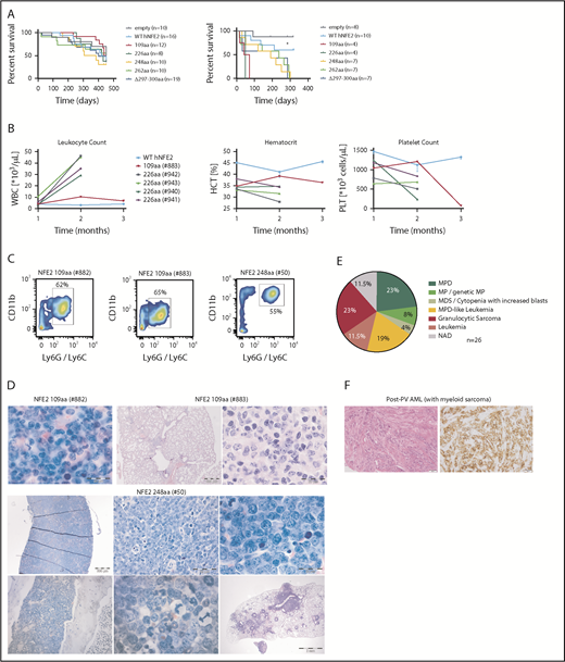 Figure 5. Transplantation of mutant NFE2 BM accelerates leukemic transformation – isolated myelosarcoma with mutated NFE2 in a PV patient. (A) Kaplan-Meier survival analysis of mice expressing various NFE2 mutations, wt-NFE2, or an empty control vector, as indicated. (Left) Primary recipients. (Right) secondary recipients transplanted with BM from primary recipients before the outbreak of acute leukemia. **P < .01 each of the mutations vs wt. (B) Hematological parameters of selected mice that developed leukemia. HCT, hematocrit; PLT, platelets; WBC, white blood cells. Blood counts indicating leukocytosis, anemia, and thrombocytopenia, the clinical hallmarks of leukemia, are highlighted in the black boxes. (C) FACS analysis of PB leukocytes of mice #882, #883, and #50. Cells were stained with CD11b and Ly6G/C to determine myeloid cells. (D) Histological analysis, CAE or hematoxylin and eosin–stained sections of the following organs of leukemic mice. #882, femur (1000×). #883, lung (10× and 1000×). #50: top, from left to right: spleen (25×, 400×, and 1000×); bottom, from left to right: femur (200× and 1000×), lung (10×). Bars: 200 μm (10×), 500 μm (25×), 50 μm (400×), 20 μm (1000×). (E) Diagnoses according to the Bethesda Classification of Nonlymphoid Hematological Malignancies10 in n = 26 knock-in mice expressing the Δ297-300aa mutation.9 (F) Histological analysis of the myelosarcoma diagnosed 15 months after initial PV diagnosis, found to carry the JAK2V617F mutation as well as a NFE2 R273W, but no additional AML driver mutation. (Left) hematoxylin and eosin staining (right) anti-CD43 staining. Left and right: magnification 200×; size bar indicates 50 μm.
