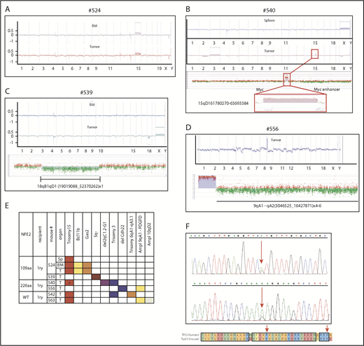 Figure 6. Mice expressing mutant NFE2 acquire chromosomal aberrations and Trp53 mutations similar to those observed in human AML. (A-E) Array-comparative genomic hybridization of leukemic mice to wild-type controls. Genomic DNA of BM, spleen, or granulocytic sarcoma tissue from individual leukemic mice was hybridized to a pool of n = 10 wild-type controls. Detection of an equal amount of fluorescence in both DNAs results in a plot along the axis in the middle of the graph. Loss of DNA is depicted as signals below the axis; a gain of genetic material as signals above the axis. (A) Mouse #524, (top) BM and (bottom) granulocytic sarcoma. (B) Mouse #540, (top) spleen and (bottom) granulocytic sarcoma. (Bottom insert) Detailed view of the aberrations in the granulocytic sarcoma of mouse #540. (Top) amplification of band 15qD1; (bottom) higher magnification of the probes amplified in band 15qD1. (C) Mouse #539, (top) BM and (middle) granulocytic sarcoma, (insert) detailed view of the amplified region on chromosome 18. (D) Mouse #556, (top) granulocytic sarcoma, (bottom) detailed view of the amplified region on chromosome 9. (E) Commute plot of the chromosomal aberrations identified. BM, bone marrow; MyS, myelosarcoma; PDGFD, platelet-derived growth factor D; Sp, spleen; T, tumor; WT, wild-type NFE2 overexpression. *Region spanning 1.9 Mb containing Myc. (F) Acquired mutations in Trp53.