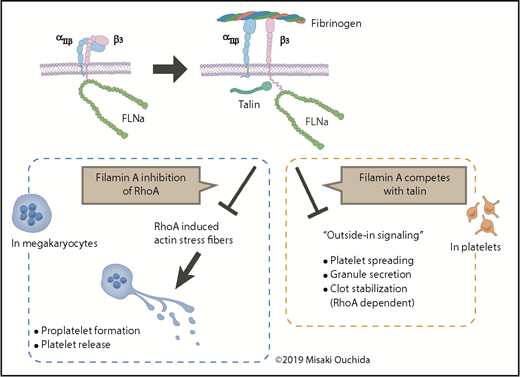 In MKs, the binding of αIIbβ3 to fibrinogen promotes PPF and platelet release. In platelets, the binding triggers outside-in signaling, partly through talin, to induce platelet spreading, granule secretion, and RhoA-dependent clot stabilization. Filamin A modulates these processes by inhibiting RhoA activity and by competing with talin.
