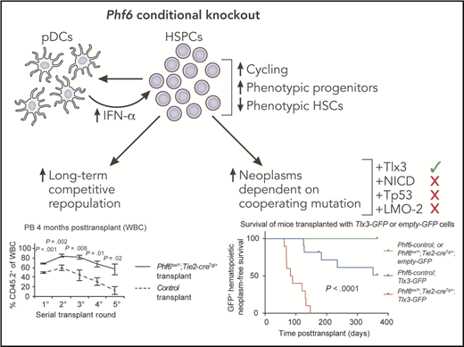 Conditional knockout of Phf6 causes increased cycling of HSPCs as well as increased phenotypically defined progenitors and decreased phenotypic hematopoietic stem cells (HSCs). These effects are partially mediated by increased production of interferon (IFN)-α by Phf6 knockout pDCs. Functionally, these alterations are associated with increased long-term competitive repopulation and increased hematologic neoplasms, the latter being dependent upon the cooperating mutation. GFP, green fluorescent protein; PB, peripheral blood; WBC, white blood cell. This figure has been adapted from Figures 4B and 7A in the article by McRae et al that begins on page 1729. Professional illustration by Patrick Lane, ScEYEnce Studios.
