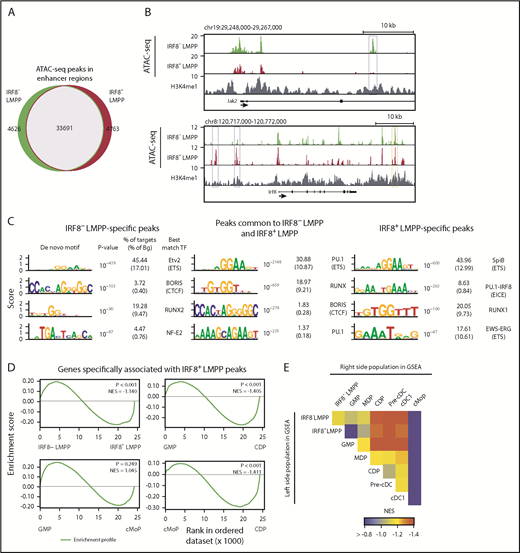 Figure 5. ATAC-seq analysis of IRF8+ LMPPs. ATAC-seq analyses were performed in IRF8− and IRF8+ LMPPs isolated from IRF8-GFP mice. Distal ATAC-seq peaks within H3K4me1-marked regions were selected. (A) A Venn diagram showing the overlap of ATAC-seq peaks between LMPP subpopulations. (B) Genome browser images of ATAC-seq data at the Jak2 and Irf8 gene loci. Blue rectangles indicate IRF8− LMPP (top) and IRF8+ LMPP (bottom) specific peaks. The orange rectangle indicates a previously reported Irf8 enhancer region.24 (C) De novo motif analysis of ATAC-seq peak regions specific for each subpopulation and those common to 2 subpopulations. (D) GSEA comparing hematopoietic populations for genes associated with IRF8+ LMPP-specific ATAC-seq peaks. (E) Heat map showing NES of GSEA. NES, normalized enrichment score.