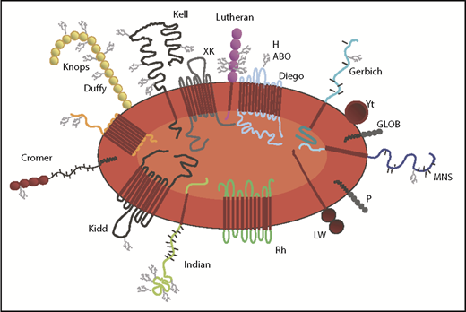 Figure 1. Cartoon of an RBC with representative blood group antigens. Drawn by Elisabet Sjӧberg Webster, and reproduced with permission. GLOB, globoside.
