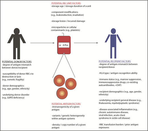 Figure 4. Variables potentially impacting RBC alloantibody formation.