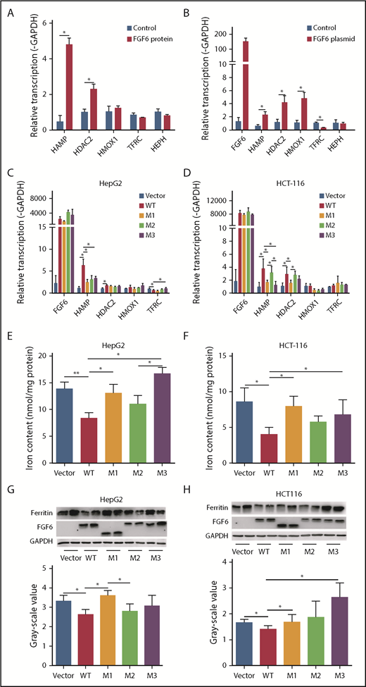 Figure 4. The effect of FGF6 nonsynonymous variants on hepcidin expression and intracellular iron concentration. (A) The effect of FGF-6 active protein treatment on mRNA expression of several iron metabolism genes in HepG2 liver hepatocellular carcinoma cell culture media compared with control. Protein concentration was 250 ng/mL and the incubation time was 24 hours with 10 μM FAC and 500 μM ascorbate in the cell culture media. HAMP encodes for hepcidin. HDAC2 encodes for histone deacetylase 2. HMOX1 encodes for heme oxygenase 1. TFRC encodes for transferrin receptor 1 and HEPH encodes hephaestin. mRNA expression was quantified relative to GAPDH expression. Treatment with PBS served as control. A Student t test was used test for pairwise differences between sets of observations. *P < .05. Results are the mean ± standard deviation (SD) of 3 observations in a single experiment. (B) Iron-metabolism gene expression changes with FGF6 mRNA transfection in the HepG2 cell culture media after 24 hours. Vector without FGF6 served as control. A Student t test was used to test for pairwise differences between sets of observations. *P < .05. Results are the mean ± SD of 3 observations in a single experiment. (C-D) Iron-metabolism gene-expression changes after the transfection by FGF6 mRNA into various cell types with WT and the identified variants E172X (M1), D174V (M2), and R188Q (M3). Cell lines: HepG2 are liver hepatocellular carcinoma cells, HCT116 are ileocecal colorectal adenocarcinoma cells, and HFF-1 are human normal skin fibroblasts. A Student t test was used to test for pairwise differences between sets of observations. *P < .05. Results are the mean ± SD of 3 observations in a single experiment. (E-F) Total intracellular iron-concentration changes after the transfection with FGF6 mRNA into 3 cell types with WT and the identified M1, M2, and M3 variants in the presence of FAC for 48 hours. A Student t test was used to test for pairwise differences between sets of observations. *P < .05; **P < .01. Results are the mean ± SD of 3 observations in a single experiment. (G-H) Ferritin protein level changes after the transfection by FGF6 mRNA into the 3 cell types with WT and the identified M1, M2, and M3 variants in the presence of FAC for 48 hours. A Student t test was used to test for pairwise differences between sets of observations. *P < .05. Results are the mean ± SD of 3 observations in a single experiment.