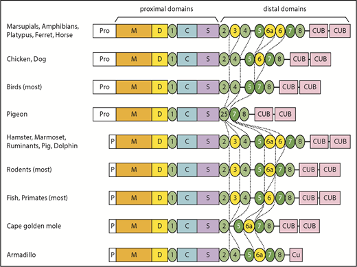Figure 1. Evolutionary variation in ADAMTS13 structure. The domain architecture of ADAMTS13 was determined for 264 species listed in supplemental Table 1. The apparent ancestral structure, with a long propeptide and a total of 9 T domains, is indicated at the top. Domains T3, T6a, and T6 (shaded yellow) have been deleted independently several times in different lineages. Other representative structures are shown for selected vertebrates. Names in bold indicate species or groups from which plasma samples were available for ADAMTS13 assays.