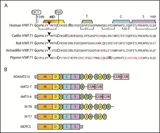 Figure 2. Fluorogenic substrates and ADAMTS13 constructs. (A) Substrates prepared from species-specific VWF sequences. The arrowhead marks the Tyr-Met bond (Armadillo, Tyr-Leu) cleaved by ADAMTS13. The N-terminus is modified with IRDye QC-1 (QC1), and the indicated Cys residue is modified with DyLight 633 (DyL). Segments of the sequence that make extensive contacts with MDTCS domains are indicated. Residues in red indicate differences from the human sequence. (B) Recombinant human ADAMTS13 and variants. Except for MDTCS, all constructs have an N-terminal StrepTag II (st) and enteropeptidase cleavage site.