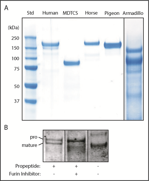 Figure 3. Recombinant ADAMTS13. (A) The indicated ADAMTS13 variants were expressed in 293T cells, purified and analyzed by sodium dodecyl sulfate-polyacrylamide gel electrophoresis and staining with InstantBlue (Expedion, San Diego, CA). Size in kilodaltons is indicated for standards. (B) Pigeon ADAMTS13 constructs with or without the propeptide were expressed in 293T cells in the presence or absence of the furin inhibitor decanoyl-Arg-Val-Lys-Arg-chloromethane (50 µM), as indicated. Samples of conditioned medium were analyzed by sodium dodecyl sulfate-polyacrylamide gel electrophoresis and immunoblotting with anti-6xHis Ab. The positions of proADAMTS13 and mature ADAMTS13 are indicated.