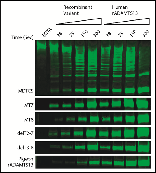 Figure 5. Shear-induced cleavage of VWF multimers by ADAMTS13. Human plasma VWF (40 nM) was sheared by vortexing for the indicated times with ADAMTS13 variants or human recombinant ADAMTS13 (rADAMTS13, 50 nM). Reactions were stopped by adding 10 mM EDTA. Cleavage products were analyzed by gel electrophoresis and western blotting with rabbit anti-VWF and goat anti-rabbit IRDye 680RD. The major 350-kDa dimeric VWF cleavage product was quantitated by fluorescence imaging. Cleavage rates for ADAMTS13 mutants were normalized to the cleavage rate for concurrent controls with human rADAMTS13. Data from duplicates are summarized in Table 3.
