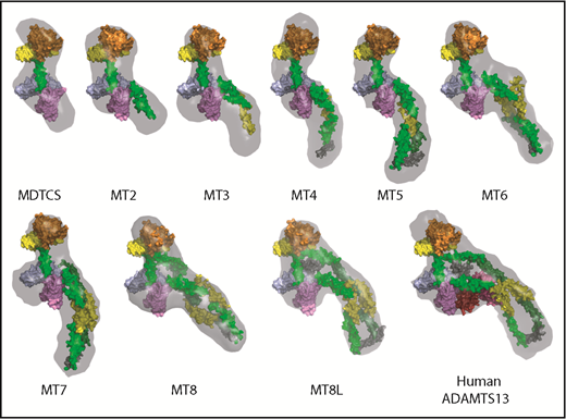 Figure 2. Ab initio envelopes and molecular models of ADAMTS13 C-terminal truncations. Envelopes calculated from SAXS data are rendered as gray surfaces. ADAMTS13 domains are colored similarly to Figure 1A: M (orange), D (yellow), T1 (green), C (sky blue), S (lavender), T3 and T6 (yellow), T2, T4, T5, T7, and T8 (green), T4-T5 linker (gray), T8-CUB1 linker (gray), CUB1 (red), CUB2 (brick red). All constructs have the active site mutation E225Q.