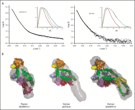 Figure 5. Toward a minimal allosterically regulated ADAMTS13. (A) Scattering profiles (black) and P(r) plots (inset) for pADAMTS13, delT3-6, and human ADAMTS13. P(r) plots for MDTCSq (red) and ADAMTS13 (FLq: blue) are included for comparison with those for other constructs (green). (B) Ab initio models (gray surface) calculated from scattering profiles for pADAMTS13, human delT3-6, and human ADAMTS13 superimposed on atomic models of MDTCS (orange = M domain; yellow = D domain; green = T1 domain; sky blue = C domain; lavender = S domain), Ts (surface), and CUBs. T2, green; T3, yellow; T4, green; T5, green; T6, yellow; T7, dark green; T8, green; linker between T8 and CUBs, gray; CUB domains, red and brick red.
