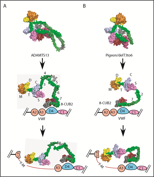 Figure 6. Proposed allosteric activation of full-length human ADAMTS13, delT3-6, and pADAMTS13. Human ADAMTS13 (A) and pADAMTS13/delT3-6 (B). MDTCS (orange = M domain; yellow = D domain; green = T1 domain; sky blue = C domain; lavender = S domain), T2, T4, and T8, dark green; T3, T5, and T7, green; linker between T4 and T5 and between T8 and CUBs, gray; CUB1, red; and CUB2, brick red. VWF: A2 and A3, pink; D4, light blue; and C1, lavender.