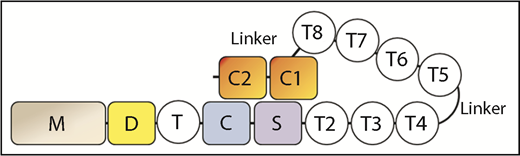 Domain organization of ADAMTS13.