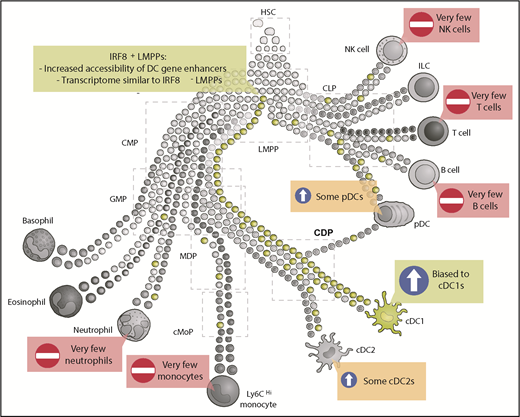 IRF8+ LMPPs are biased toward cDC1 differentiation. Schematic representation of hematopoietic development where some early progenitors are already precommitted to certain lineages (adapted from Guilliams et al5). Expression of IRF8 in LMPPs (green) biases differentiation toward cDC1s. Some IRF8+ LMPPs also give rise to cDC2s and pDCs, whereas a few IRF8+ LMPPs will give rise to other lineages, including monocytes, neutrophils, T cells, or B cells. CLP, common lymphoid progenitor; CMP, common myeloid progenitor; HSC, hematopoietic stem cell; ILC, innate lymphoid cell; NK, natural killer.