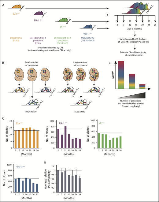 The global clonal complexity of the hematopoietic system declines with age. (A) Schematic of experimental approach. The clonal complexity of the PB and BM of cohorts of Conf-E2aCre, Conf-VECre, Conf-Flk1Cre, and Conf-Vav1Cre mice were examined at 2, 7, 12, 16, 20, 24, and 26 months of age (see supplemental Figure 1A-B for schematic of Confetti allele and Confetti color flow cytometry gating strategy). (Bi-ii) Schematic of the inverse relationship between numbers of initially labeled events and MtMV in the distribution of Confetti colors. (Ci) Analysis of the clonal complexity of the PB in cohorts of mice from 2 to 26 months of age. At 2 months old: Conf-E2aCre (n = 14), Conf-VECre (n = 13), Conf-Flk1Cre (n = 7), and Conf-Vav1Cre (n = 11). At 26 months old, Conf-E2aCre (n = 10), Conf-VECre (n = 5), Conf-Flk1Cre (n = 6), and Conf-Vav1Cre (n = 9). (Cii) Average PB clonal complexity of Conf-Flk1Cre, Conf-VECre, and Conf-Vav1Cre mice over time relative to 2 months of age. Error bars indicated standard deviation. (Di) The clonal complexity of the major BM HSPCs from cohorts of mice were calculated at 2 and 26 months of age from previously cKit+-enriched BM. At 2 months, Conf-E2aCre (n = 3), Conf-VECre (n = 6), Conf-Flk1Cre (n = 7), and Conf-Vav1Cre (n = 8). At 26 months, Conf-E2aCre (n = 7), Conf-VECre (n = 4), Conf-Flk1Cre (n = 5), and Conf-Vav1Cre (n = 5). (Dii) Average BM HSPC clonal complexities of Conf-Flk1Cre, Conf-VECre, and Conf-Vav1Cre mice over time relative to 2 months of age. Error bars indicate standard deviation (*P < .05; #P < .1). Source data are provided in supplemental Table 1. (Diii) Schematic of the consequences of aging on HSCs and PB clonal complexity. The absolute number of phenotypic HSCs increases with age (supplemental Figure 6A) due to the expansion of functionally impaired clones. In aged mice, “young-like” minimally expanded HSCs contribute disproportionately to PB, resulting in a less dramatic decrease in PB clonal complexity.