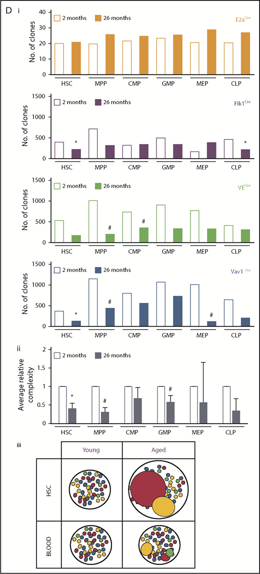 The global clonal complexity of the hematopoietic system declines with age. (A) Schematic of experimental approach. The clonal complexity of the PB and BM of cohorts of Conf-E2aCre, Conf-VECre, Conf-Flk1Cre, and Conf-Vav1Cre mice were examined at 2, 7, 12, 16, 20, 24, and 26 months of age (see supplemental Figure 1A-B for schematic of Confetti allele and Confetti color flow cytometry gating strategy). (Bi-ii) Schematic of the inverse relationship between numbers of initially labeled events and MtMV in the distribution of Confetti colors. (Ci) Analysis of the clonal complexity of the PB in cohorts of mice from 2 to 26 months of age. At 2 months old: Conf-E2aCre (n = 14), Conf-VECre (n = 13), Conf-Flk1Cre (n = 7), and Conf-Vav1Cre (n = 11). At 26 months old, Conf-E2aCre (n = 10), Conf-VECre (n = 5), Conf-Flk1Cre (n = 6), and Conf-Vav1Cre (n = 9). (Cii) Average PB clonal complexity of Conf-Flk1Cre, Conf-VECre, and Conf-Vav1Cre mice over time relative to 2 months of age. Error bars indicated standard deviation. (Di) The clonal complexity of the major BM HSPCs from cohorts of mice were calculated at 2 and 26 months of age from previously cKit+-enriched BM. At 2 months, Conf-E2aCre (n = 3), Conf-VECre (n = 6), Conf-Flk1Cre (n = 7), and Conf-Vav1Cre (n = 8). At 26 months, Conf-E2aCre (n = 7), Conf-VECre (n = 4), Conf-Flk1Cre (n = 5), and Conf-Vav1Cre (n = 5). (Dii) Average BM HSPC clonal complexities of Conf-Flk1Cre, Conf-VECre, and Conf-Vav1Cre mice over time relative to 2 months of age. Error bars indicate standard deviation (*P < .05; #P < .1). Source data are provided in supplemental Table 1. (Diii) Schematic of the consequences of aging on HSCs and PB clonal complexity. The absolute number of phenotypic HSCs increases with age (supplemental Figure 6A) due to the expansion of functionally impaired clones. In aged mice, “young-like” minimally expanded HSCs contribute disproportionately to PB, resulting in a less dramatic decrease in PB clonal complexity.