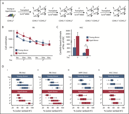 Figure 4. Serial transplantation of aged and young BM results in a loss of clonal complexity. (A-D) CD45.2+ Conf-VECre BM was serially transplanted. (A) Schematic of serial transplantation of CD45.2+ Conf-VECre BM. For primary transplant, 5 × 106 BM cells were transplanted from young (age 2 months) or old (age 24 months) donors into distinct cohorts of primary CD45.2+/CD45.1+ recipients. For serial transplants, 5 × 106 BM cells were transplanted. For each age group (young and old), at least 3 independent donor mice were transplanted into distinct recipient cohorts. Each cohort was composed of at least 5 mice and was transplanted with an independent donor. (B) Recipient PB was analyzed for the distribution of Confetti colors in their PB at 4, 10, and 16 weeks posttransplant. MtMV was used to estimate the number of repopulating units (see “Methods”). Primary and secondary transplants are shown (see supplemental Figure 4 for additional cell doses transplanted in primary transplants and PB lineages; see also Figure 5). (C) Recipient BM HSCs were examined at 4 months posttransplant for the MtMV in the Confetti colors (see supplemental Figure 6D for additional BM HSPC compartments). (B-C) Averages are shown; error bars denote standard deviation (*P < .05; #P < .1) (D) The median frequency of the most prevalent color is shown for the PB at 4 weeks (i) and 16 weeks (ii) and for MPPs (iii) and HSCs (iv) at 16 weeks for each transplantation stage. Whisker plots show interquartile range. Analysis of variance was run to test for the statistical significance of the transplantation stage and age for each cell type. Age did not result in statistical differences for any cell type. Transplantation stage had a significant effect in all cell types (P < .05) except HSCs (*P < .05). (B-D) Each bar or point represents the average or median obtained from at least 3 independent cohorts of mice (each cohort n ≥ 5) from 3 independent initial young or old donors. Source data are provided in supplemental Table 1. Trx, transplant; WBM, whole bone marrow.