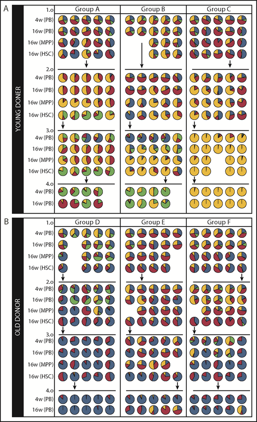 Figure 5. Serial transplantation of aged and young BM drives clonal collapse of reconstituted hematopoiesis. (A-B) Pie graphs show the distribution of Confetti colors in the nucleated cells of the PB, MPPs, and HSCs of each recipient. Each pie graph represents an independent mouse. Each column of pie charts refers to the same mouse. Vertical arrows indicate donor mice for the subsequent transplant. Results are shown at 4 and 16 weeks posttransplant. (A) Serial transplantation from young primary BM donors. (B) Serial transplantation from old primary BM donors. Data related to Figure 4A-C. Source data are provided in supplemental Table 1. Data for HSCs and MPPs at the quaternary stage are not shown as they were used for WES.