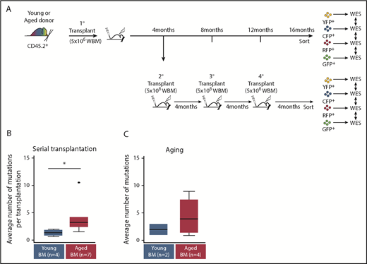 Figure 7. Aged Confetti clones exhibit higher mutational rates than young Confetti clones. Transplanted Conf-VECre BM from aged or young donors was either maintained for 16 months in primary recipients or serially transplanted every 4 months for a total of 16 months. Confetti-sorted clones were subjected to WES. (A) Experimental schematic. (B) WES of aged (n = 7) and young (n = 4) sorted Confetti clones after serial transplantation. Mutation analysis revealed that aged clones accumulated a significantly higher number of mutations than young clones when serially transplanted (*P < .05). (C) WES of aged (n = 4) and young (n = 2) sorted Confetti clones 16 months postprimary transplant. No overlap was observed in mutations detected after primary transplant compared with repeated transplantation (please see supplemental Tables 2 and 3). (B) See Table 1 and “Methods” for experimental details.