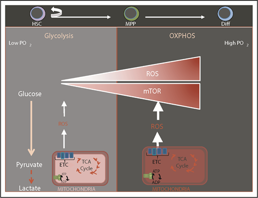 Figure 1. Transition from glycolysis to oxidative phosphorylation during HSC differentiation. Normal HSCs are known to be located in a low-oxygen niche environment and rely mostly on glycolysis. HSC differentiation is associated with elevation of ROS, mammalian target of rapamycin (mTOR) activation, enhanced mitochondrial biogenesis, and a switch to oxidative phosphorylation (OXPHOS) and increased oxygen consumption. ADP, adenosine 5′-diphosphate; ATP, adenosine triphosphate; Diff, differentiated cell; ETC, electron transport chain; TCA, tricarboxylic acid.