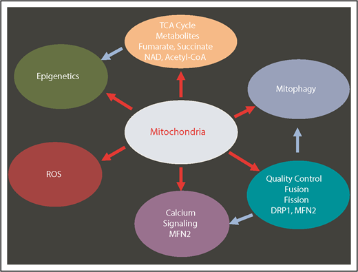 Figure 2. Multiple mitochondrial processes regulate HSCs. Red arrows show the mitochondrial-related processes. Blue arrows show the secondary effects. DRP1, dynamin-related protein 1; MFN2, mitofusin 2; NAD, nicotinamide adenine dinucleotide (oxidized).
