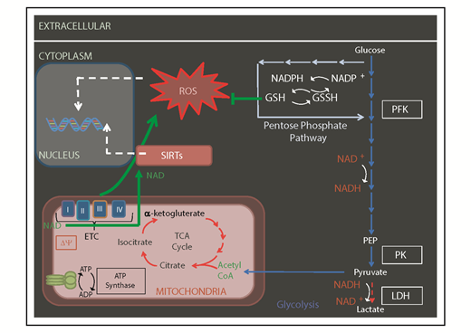 Figure 3. Mitochondrial metabolism regulates the epigenome. Some of the metabolites produced by OXPHOS and TCA cycle (including NAD and acetylCoA) serve as cofactors for, or used by, epigenetic factors like sirtuins (SIRTs) and histone acetyl-transferases. Δψ, mitochondrial membrane potential; CoA, coenzyme A; GSH, glutathione; GSSH, oxidized glutathione; LDH, lactate dehydrogenase; NADP, NAD phosphate; NADPH, reduced NADP; PEP, phosphoenolpyruvate; PFK, phosphofructokinase; PK, pyruvate kinase.