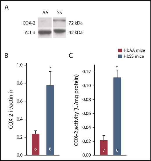 Figure 1. HbSS-BERK mice were characterized by increased expression of COX-2 protein and increased COX-2 activity in DRGs compared with HbAA-BERK mice. (A) Digitized images of a western blot of COX-2 and β-actin in DRGs (25 µg of protein per sample). Immunoblots were probed with rabbit anti–COX-2 (1/500; Cayman Chemical) and visualized with a peroxidase-conjugated goat anti-rabbit immunoglobulin G (IgG; Amersham Biosciences). Mouse anti-actin (1:20 000; Sigma-Aldrich) immunoreactivity within each sample, visualized with peroxidase-conjugated goat anti-mouse IgG, was used as a loading control. Images of the bands were cropped from different parts of the same gel to optimize visualization of immunoreactivity (ir) and space. (B) Summary of quantitative analysis digitized images of immunoblots. The amount of COX-2 protein is the ratio of COX-2–ir to actin-ir within the same sample. Data were transformed to log10 for parametric statistical analysis. (C) Activity of COX-2 was measured in 10 DRGs per mouse (L2-L6 bilaterally). Data were normalized to total protein within each sample and expressed as units of COX-2 activity per milligram of protein. Legend in panel C is common to panel B. Numbers in bars represent sample sizes. *Different from HbSS-BERK mice at P < .001; Student t test.