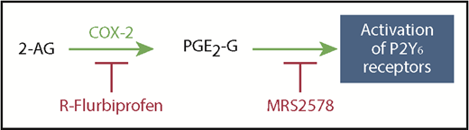 Figure 7. Schematic representation of the pathway for the generation of PGE2-G and its activation of P2Y6 receptors. COX-2 oxidizes 2-AG to generate PGE2-G, a putative agonist of P2Y6 receptors. This pathway is blocked by inhibition of COX-2 by R-flurbiprofen or blocking P2Y6 receptors with the antagonist MRS2578.