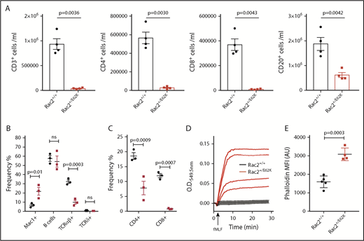Figure 5. Rac2+/E62K mice recapitulate cytopenias, superoxide production, and increased neutrophil F-actin content seen in patients. (A) Peripheral blood cells from Rac2+/+ and Rac2+/E62K mice stained for lineage markers (n = 4 each group). Top, from left: CD3+ T cells, CD3+CD4+ T cells, CD3+CD8+ T cells, and CD20+ B cells (P value calculated using Student t test with Welch correction). (B) Splenic cell populations from Rac2+/+ and Rac2+/E62K mice identified by noted markers. Two-way ANOVA with Sidak multiple comparison test was used to determine significance. (C) Splenic T-cell subsets from Rac2+/+ and Rac2+/E62K mice identified by noted markers. Two-way ANOVA with Sidak multiple comparison test was used to determine significance. (D) Superoxide production after addition of fMLF in bone marrow neutrophils from Rac2+/+ (black lines) and Rac2+/E62K mice (red lines). Results combined from 2 independent experiments. (E) Phalloidin staining for F-actin in mouse bone marrow neutrophils from Rac2+/+ and Rac2+/E62K mice (n = 4 each group). Results combined from 2 independent experiments.