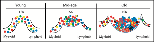 Natural aging affects the clonal diversity within the primitive compartment as well as the clones that contribute to differentiation. Young Confetti-labeled HSCs and multipotent progenitors within the most primitive compartment (LSK) give rise to myeloid and lymphoid cells in a balanced output, with significant clonal diversity contributing to the differentiated cells. By mid-age, the number of LSK cells increases, but the overall clonal diversity begins to wane and there are changes in the clones contributing to differentiation. By 26 months, there is a large expansion of the LSK compartment with even greater loss of clonal diversity. Clonal contribution to the myeloid and lymphoid lineages is decreased but does not reflect the clonal distribution shifts in the LSK compartment, suggesting that many LSK cells may be unable to significantly contribute to downstream hematopoiesis. This loss of potential is also correlated with accumulation of clones that have acquired somatic mutations (represented by different colored cell borders).