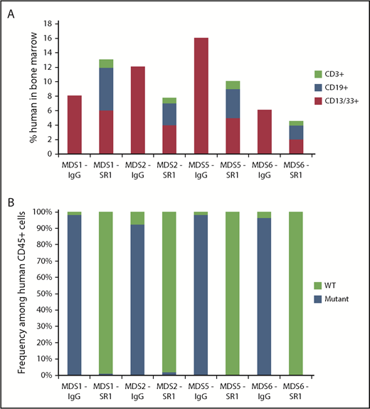 Figure 3. SR-1 permits engraftment of second human UCB HSC graft in low-risk MDS-xenografted mice. (A) Total human chimerism (human CD45+) as well as distribution of myeloid (human CD45+CD13/33+), B-cell (human CD45+CD19+), and T-cell (human CD45+CD3+) chimerism in BM of low-risk MDS-xenografted mice treated with control isotype IgG antibody or SR-1 mAb on day 1, 3, 5, and 7, and then transplanted on day 15 with a second normal human UCB HSC graft. Chimerism was measured 12 weeks after second normal human UCB HSC transplant (n = 4, IgG treated; n = 4, SR-1 treated). (B) Frequency of cytogenetically abnormal clones (−Y, del(20q), or +8), as detected by FISH within human cells FACS-isolated from BM of low-risk MDS-xenografted mice treated with IgG control antibody or SR-1 mAb on days 1, 3, 5, and 7 and then transplanted on day 15 with a second normal human UCB HSC graft. Cells were analyzed 12 weeks after second normal human UCB HSC transplant (n = 4, IgG treated; n = 4, SR-1 treated).