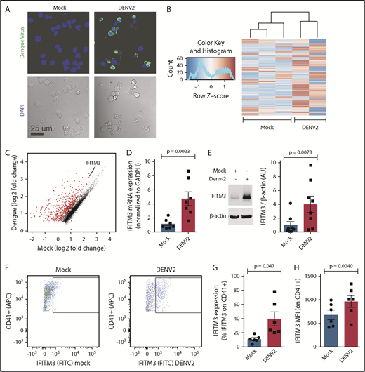 Figure 4. DENV infects human MKs and upregulates IFITM3. (A) CD34+-derived MKs (culture day 12) were incubated (t = 18 hours) with mock virus (mock) or DENV2 (MOI 1.0). After incubation, MKs were stained by immunocytochemistry against DENV2 antigen (green). Nuclei are stained with 4′,6-diamidino-2-phenylindole (DAPI) (blue). Data shown in this figure are from 5 to 6 independent experiments per group. (B) Heat map showing differential levels of expression in CD34+-derived MKs (culture day 12) incubated (t = 18 hours) with mock or DENV2 (MOI 1.0). (C) Scatter plot showing significantly (adjusted P < .05) enriched (red) and repressed (blue) transcripts in dengue-infected MKs compared with mock-infected MKs. IFITM3 is indicated. (D-E) CD34+-derived MKs (culture day 12) were incubated (t = 18 hours) with mock or DENV2 (MOI 1.0). IFITM3 was measured by using quantitative RT-PCR (D) and immunoblot densitometry (E). Dengue-infected CD34+-derived MKs (and mock-infected control MKs) were stained with antibodies against CD41 (a mature MK marker) and IFITM3. Intracellular IFITM3 expression in CD41+ mature, human MKs was quantified by using flow cytometry. (F) Representative histograms. Quantification is shown in percent positive cells (G) and mean fluorescence intensity (MFI; H), n = 6.