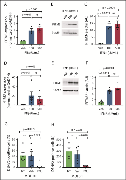 Figure 5. Type I IFNs upregulate IFITM3 and block dengue infection of human MKs. (A-F) Human, CD34+-derived MKs (culture day 12) were stimulated with IFNα or IFNβ at various concentrations or vehicle control (Veh) for 18 hours. IFITM3 mRNA expression (A) or protein expression (B) in IFNα-stimulated MKs was determined by using quantitative RT-PCR and immunoblot. (C) Immunoblots shown in panel B were quantified by densitometry. (D) IFITM3 mRNA expression in IFNβ-stimulated MKs was determined by using quantitative RT-PCR. (E-F) IFITM3 protein expression in IFNβ-stimulated MKs was measured by immunoblot and quantified by densitometry. (G-H) CD34+ MKs (culture day 11) were left alone (NT) or preconditioned with IFNα (100 U/mL) or Veh (phosphate-buffered saline) for 18 hours. CD34+ MKs were then infected with DENV2 at an MOI of 0.01 (G) or an MOI of 0.1 (H) for 18 hours. Dengue infection was determined by measuring the titers of virus released by MKs in LLC-MK2 cells. Data are from >4 to 6 independent experiments per group.