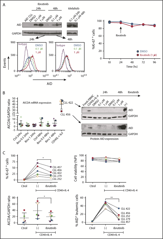 Analysis of AID expression in CLL cells treated in vitro with ibrutinib. (A) MEC-1 cell line was cultured in the presence of ibrutinib at 0.1 and 1 µM for 24 and 48 hours, or in DMSO as control. AID expression at the protein level was evaluated by immunoblotting and flow cytometry techniques. Shown are representative immunoblots (upper graphic) and mean fluorescence cytometry histograms (lower panels), where increasing AID levels are detected for all treated conditions. Proliferation measured by Ki-67 expression was performed at baseline and after 24 and 48 hours of ibrutinib treatment (right graphic). (B) PB CLL cells were incubated in the presence of ibrutinib at 0.3 and 1 µM. DMSO was used as basal control, and CD40L+IL-4 stimulation to induce AID expression was used as positive control (n = 5). AICDA mRNA and protein expression was evaluated at 24 and 48 hours, as indicated in the x-axis. Shown are the results from the whole cohort of patients studied by quantitative qPCR (left graphic) and the immunoblot obtained when studying the 2 patients colored in red and blue (right graphic). AID increase was detected only in the CD40L+IL-4 activated condition for both mRNA and protein determinations. (C) PBMC from 5 patients with CLL were incubated with CD40+IL-4 or CD40+IL-4+ibrutinib 1 μM, and then cultured for 5 days. Proliferation was evaluated by Ki-67 expression, and viability of cells was analyzed by propidium iodide as a life/death marker (upper graphics). As previously described by Slinger et al,44 maximum inhibition of proliferation was achieved after 24 hours. AICDA mRNA levels and AID protein were tested by qPCR and immunoblotting, respectively, at the different times and conditions (lower graphics). Significance was calculated comparing stimulated condition (CD40+IL-4) with stimulated condition + ibrutinib by 2-tailed, paired t-test (*P < .05; **P < .01). (D) PBMC from 3 patients with CLL were incubated in the presence of CD40L+IL-4 in the same conditions as mentioned here. Samples without treatment (RPMI+FBS 10%+DMSO -ctrol-), samples treated with CD40L+IL-4 and samples treated with CD40L+IL-4+1 μM of ibrutinib were tested. Glyceraldehyde-3-phosphate dehydrogenase (load control); AID; STAT6 and p-STAT6-Tyr641 proteins expression were evaluated at day 5. Immunoblots depict the effect of ibrutinib on AID expression and STAT6 phosphorylation. Whereas AID and p-STAT6-Tyr641 decrease during ibrutinib treatment, the nonphosphorylated form of STAT-6 remains unchanged. The same proteins were analyzed in the MEC-1 cell line after incubation with ibrutinib (ibru) or DMSO as control (Ctrol). As depicted, p-STAT6-Tyr641 was undetectable in neither condition, whereas the nonphosphorylated STAT-6 form remains unchanged. As previously described,28 AID expression increased when MEC1 cells are cultured in presence of ibrutinib.