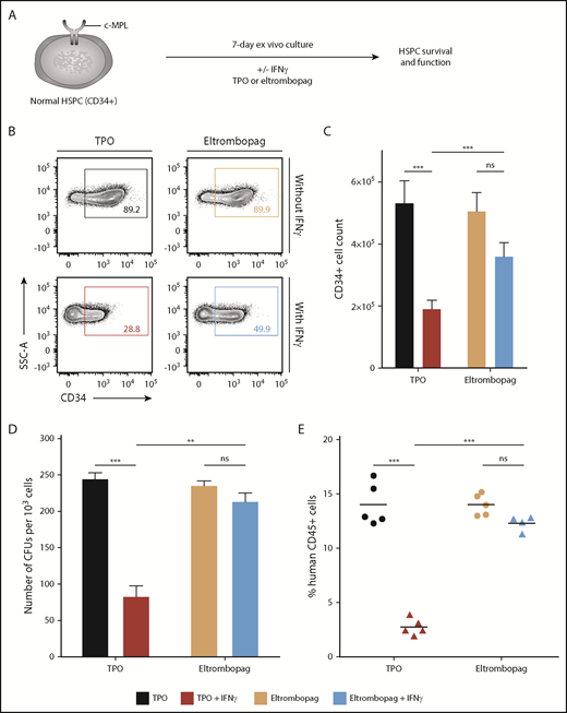 Figure 1. Eltrombopag maintains human HSPCs in the presence of IFN-γ in vitro. (A) Schematic of the experimental design. (B) Representative flow cytometry plots of CD34 expression obtained after 7 days of culture. (C) Absolute CD34+ cell counts after 7 days of culture (n = 13, from 11 independent donors). (D) Normalized numbers of CFU derived from the 7-day cultures (n = 3 independent donors). (E) Human cell engraftment, as measured by human CD45-expressing cells in the BM of recipient NSG mice 12 weeks after transplantation of human CD34+ cells cultured for 7 days (n = 4-5 mice per group). Human lymphoid (CD20+) and myeloid (CD13+) cells were detected in all animals. (C-E) Data are mean ± standard error of the mean (SEM). **P < .01, ***P < .001, multiple 2-tailed unpaired Student t tests. ns, nonsignificant.