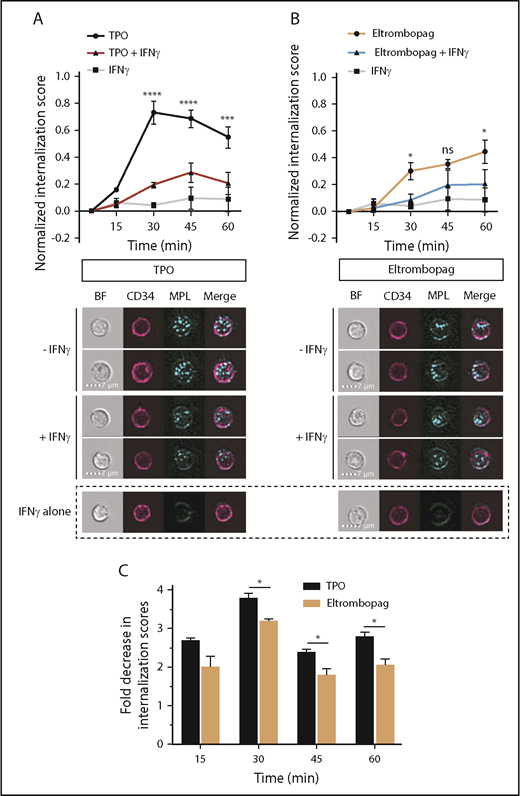Figure 4. Impact of IFN-γ on TPO- and eltrombopag-induced c-MPL internalization in human HSPCs. (A) Time course of c-MPL internalization upon exposure of human CD34+ cells to TPO, with or without IFN-γ, or to IFN-γ alone. P values shown were calculated by comparing TPO with TPO + IFN-γ (upper panel). Representative images of CD34+ cells 30 minutes after exposure to TPO, TPO + IFN-γ, or IFN-γ alone (lower panel). (B) Time course of c-MPL internalization upon exposure of human CD34+ cells to eltrombopag with or without IFN-γ, or to IFN-γ alone. P values shown were calculated by comparing eltrombopag with eltrombopag + IFN-γ (upper panel). Representative images of CD34+ cells 30 minutes after exposure to eltrombopag, eltrombopag + IFN-γ, or IFN-γ alone (lower panel). (C) Quantification of the fold decrease in internalization scores caused by exposure to IFN-γ for CD34+ cells cultured with TPO or eltrombopag as a function of time. Internalization scores were calculated as described. Internalization data were obtained using multispectral imaging flow cytometry. Data are mean ± SEM. *P < .05, ***P < .001, ****P < .0001, repeated measures 2-way ANOVA with Sidak’s multiple-comparison test or multiple 2-tailed unpaired Student t tests (n = 3). BF, brightfield; MPL, c-MPL receptor.