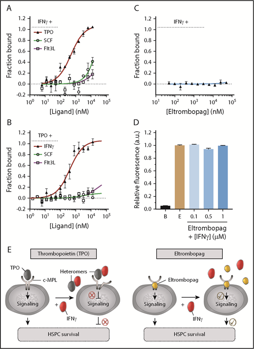 Figure 5. Specific high-affinity interaction between TPO and IFN-γ. (A) Evaluation of the binding affinity between NT647-labeled IFN-γ and TPO, SCF, or Flt3L using MST. Specific IFN-γ:TPO heteromer formation was detected. (B) Evaluation of the binding affinity between NT647-labeled TPO and IFN-γ, SCF, or Flt3L using MST. Specific TPO:IFN-γ heteromer formation was detected. (C) Evaluation of the binding affinity between eltrombopag and IFN-γ in the presence of 1000-fold molar excess concentration of eltrombopag using MST. IFN-γ did not interact with eltrombopag. (D) Fluorescence far-red emission of eltrombopag (E; 665-720 nm) upon excitation at 470 nm showed no changes in intensity, even at saturating concentrations of IFN-γ, indicating no interaction between IFN-γ and eltrombopag. Background fluorescence of buffer alone (B) is shown. (E) Model depicting TPO:IFN-γ heteromers impairing TPO:c-MPL interaction, downstream cell signaling, and survival of human HSPCs (left panel). Eltrombopag does not complex with IFN-γ and can overcome the IFN-γ–mediated obstruction of TPO cell signaling pathways, resulting in improved HSPC survival (right panel). (A-B) KD values are listed in Table 2. (A-D) Data are mean ± SEM; curve fit by Langmuir isotherm nonlinear regression.