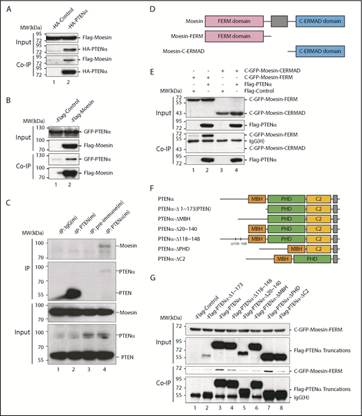 Figure 1. PTENα physically interacts with moesin. (A) In vitro binding of PTENα and moesin. HEK293T cells were cotransfected with S-tag–PTENα and Flag-moesin, and cell lysates were pulled down with S-protein beads and subjected to immunoblot with FLAG or HA antibody. (B) In vitro binding of moesin and PTENα. HEK293T cells were cotransfected with Flag-moesin and GFP-PTENα, and cell lysates were pulled down with Flag beads and subjected to immunoblot with GFP or Flag antibody. (C) In vivo immunoprecipitation. Lysates of mouse thioglycollate-elicited peritoneal cells were immunoprecipitated with an anti-PTENα or anti-PTEN antibody and immunoblotted with an anti-moesin antibody. PTENα, but not PTEN, physically associates with moesin (lane 4 vs. lane 2). (D-E) PTENα binds to the moesin FERM region. (D) Sketch map of truncated moesin. (E) HEK293T cells were cotransfected with Flag-PTENα and the GFP-tagged FERM domain or the C-terminal ERM-association domain of moesin (C-ERMAD), and cell lysates were pulled down with anti-Flag antibody and subjected to immunoblot with GFP or Flag antibody. PTENα physically associates with FERM domain of moesin (lane 2 vs. lane 4). (F-G) The interaction between PTENα and the moesin-FERM domain depends on its sequence at the N terminus, which is not found in PTEN. (F) Diagram of multiple truncations or deletions of PTENα. (G) Different truncation or deletion vectors of PTENα and the GFP-tagged moesin-FERM domain were cotransfected into HEK293T cells, and cell lysates were pulled down with anti-Flag antibody and subjected to immunoblot with GFP or Flag antibody. The moesin FERM domain was not immunoprecipitated by PTENαΔ1-173 (lane 2) or PTENαΔ20-140 (lane 5). MBH, membrane binding helix; PHD, plekstrin homology domain.