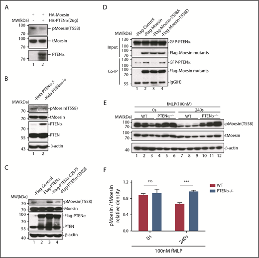 Figure 5. PTENα increases neutrophil deformability through dephosphorylation of moesin at T558. (A) In vitro dephosphorylation assay. HA-tagged moesin was purified using S-protein agarose beads (Novagen) from transfected HEK293T cells. After incubation, with or without purified PTENα, in dephosphorylation buffer at room temperature for 40 minutes, beads were washed and boiled with sodium dodecyl sulfate loading buffer. Dephosphorylation of moesin (p-moesin) was evaluated with anti–p-moesin (T558) antibody (1:5000; Abcam), and total moesin (t-moesin) was evaluated with anti-moesin antibody (1:2000; Abcam). (B) p-Moesin and t-moesin were evaluated in HeLa WT and HeLa PTENα−/− cell lysates with anti–p-moesin (T558) and anti-moesin antibody, respectively. (C) p-Moesin and t-moesin were evaluated in HeLa PTENα−/− cells 72 hours after transfection with tag vector, tagged PTENα, and 2 inactivated mutants (C297S and G302E). Only the PTENα-C297S mutant did not dephosphorylate moesin at T558 (lane 3). (D) Different FLAG-tagged moesin mutants and GFP-tagged PTENα were cotransfected into HEK293T cells, and cell lysates were pulled down with anti-Flag antibody and subjected to immunoblot with GFP or Flag antibody. The inactive conformation of moesin (T558A) did not effectively coimmunoprecipitate with PTENα (lane 3 vs. lanes 2 and 4). (E-F) Immunoblot analysis of p-moesin and t-moesin in isolated neutrophils (1-2 × 106) Neutrophils were pelleted and lysed after stimulation with 100nM fMLP for 240 seconds or were left unstimulated. p-moesin and t-moesin were evaluated with western blot (E) and were analyzed by densitometric quantification (F) (n = 3 mice). Results are presented as mean ± standard error of the mean. ***P < .001, 2-way repeated-measures ANOVA, followed by the Bonferroni post test. ns, not significant (P > .05).