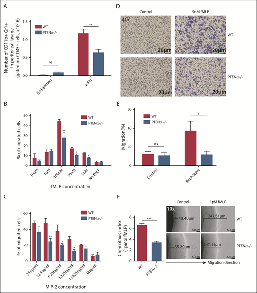 Figure 6. Disruption of PTENα attenuates chemoattractant-induced migration and chemotaxis in vivo and in vitro. (A) Absolute number of neutrophils in elicited peritoneal cells without injection or after intraperitoneal injection with thioglycollate. BD Trucount Absolute count tubes were used to count absolute cell numbers. Data represent mean ± SEM (≥6 mice in each group). This result was successfully repeated in 3 independent experiments with 4 or 5 mice per group. **P < .01, 2-way repeated-measures ANOVA, followed by the Bonferroni post test. (B-C) In vitro Transwell chemotaxis. The percentage of neutrophils that migrated into lower wells in response to concentration gradients of fMLP (B) and MIP-2 (C). *P < .05, **P < .01, 2-way repeated-measures ANOVA, followed by the Bonferroni post test. (D-E) Number of neutrophils that invaded the membrane in response to 5 nM fMLP. (D) Invading neutrophils were stained with crystal violet; random invasion control (left panels) and fMLP-stimulated invasion (right panels) are shown. An IX53 Inverted Microscope and Olympus cellSens image-acquisition software (both from Olympus, Tokyo, Japan) were used for image capture (40× lens objective). (E) The percentage of migrating cells was calculated as the number of invading cells divided by the number of seeded cells. Data are representative of 3 independent experiments with a total of 3 or 4 mice per group (mean ± standard error of the mean). *P < .05, 2-way repeated-measures ANOVA, followed by the Bonferroni post test. ns, not significant (P > .05). (F) In vitro under-agarose cell-migration assay. The chemotaxis index is represented by the distance of directional migrated neutrophils. Images are shown in the right panel. WT neutrophils (upper right panels) and PTENα−/− neutrophils (lower right panels) were treated with 1 pM fMLP, and chemotaxis toward fMLP was determined. An IX53 Inverted Microscope and Olympus cellSens image-acquisition software were used for image capture (10× lens objective). Data are representative of 3 independent experiments with a total of 4 or 5 mice per group (mean ± standard error of the mean). ***P < .001, 2-tailed unpaired Student t test.