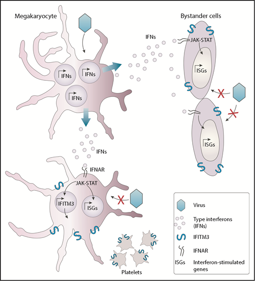 MKs possess intrinsic antiviral immunity through regulated induction of IFITM3. Viruses such as dengue virus that can infect MKs trigger the production of interferon molecules. The released interferons (IFNs) interact with its receptor (IFNAR) and alarm neighboring cells, such as other MKs and bystander cells from other lineages, thereby inducing a series of interferon-stimulated genes (ISGs), including IFITM3. This response participates in the establishment of a potent antiviral state that protects cells from incoming viral infections.