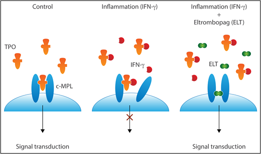 TPO signals by binding to and changing the conformation of c-MPL dimers. In the presence of IFN-γ, TPO cannot dimerize c-MPL. In the face of IFN-γ–mediated inhibition of c-MPL binding, ELT can still promote signaling via c-MPL dimers. Professional illustration by Somersault18:24.