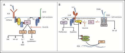 Central role of BTK in the regulation of BCR- and CD40L/IL-4–induced signaling. (A) BTK is centrally involved in the BCR-signaling pathway, sitting distal to Syk and PI3Kδ, to phosphorylate and activate PLCγ2 and WASp, leading to further signal pathway activation and actin cytoskeleton rearrangements, respectively. (B) The mechanism of how BTK is activated by CD40 ligation is unknown, but could involve PI3K isoforms other than PI3Kδ (involved in BCR signaling). Active BTK then potentially interacts with a protein tyrosine phosphatase, which subsequently dephosphorylates JAK1 and STAT6 to deactivate their function in promoting cell proliferation (through the PI3K pathway) and induction of AID expression. Ag, antigen; BLNK, B-cell linker protein; ERK, extracellular signal-regulated kinase; IL-4R, IL-4 receptor; NFAT, nuclear factor of activated T cells; P, phosphorylated tyrosine motif; PIP2, phosphatidylinositol 4,5-bisphosphate; PIP3, phosphatidylinositol (3,4,5)-trisphosphate; TRAF, tumor necrosis factor receptor–associated factor.