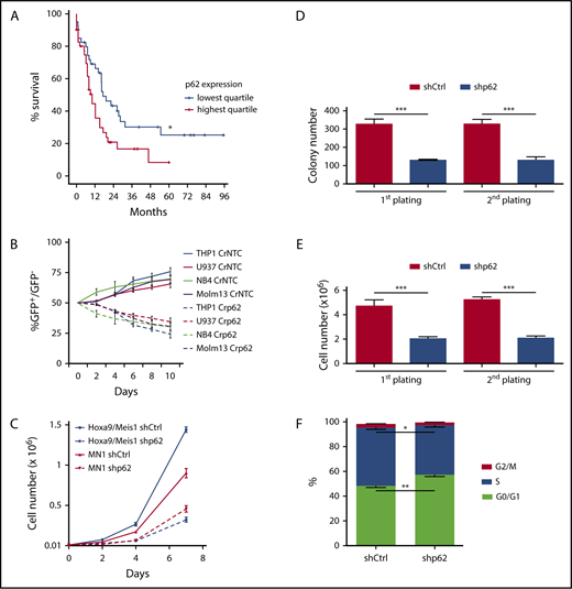 Figure 1. p62 levels correlate with survival, and p62 depletion impairs cell growth in human and murine leukemia cells. (A) Kaplan-Meier survival curves of adult AML patients were stratified by lowest (red) and highest (black) p62 gene expression (n = 40 in lowest quartile, n = 41 in highest quartile; P = .026), which was analyzed from RNA sequencing data and survival data from the TCGA LAML data set containing 173 adult patients with de novo AML. (B) Competitive cell growth of CRISPR/Cas9 targeted human p62 (Crp62, GFP+) and human nontargeting control (CrNTC, GFP−) in human AML cell lines THP1, U937, NB4, and Molm13 measured by flow cytometry on indicated days (pooled data from 3 independent experiments). (C) Quantification of cell proliferation of shp62 and scrambled nucleotide control short hairpin RNA (shCtrl) MN1- and HoxA9/Meis1-driven ldMBM leukemia cells was performed by seeding 104 cells and counting live cells (by Trypan blue exclusion) at the indicated time points. (D) Colony numbers and (E) cell numbers were determined in serial colony-forming unit assays of p62 knockdown (shp62) and control (shCtrl) MN1-driven ldMBM leukemia cells. (F) shp62 and shCtrl MN1-driven ldMBM leukemia cells were stained with BrdU and 7AAD and analyzed by flow cytometry. The graph shows percentage of cells in each cell-cycle phase (G0/G1, BrdU− 2 N DNA content; S: BrdU+; G2/M, BrdU− 4N DNA content). All experiments in panels B-F were performed in triplicate. The statistical significance between 2 groups was analyzed by a standard Student t test. Error bars represent SEM. *P ≤ .05; **P ≤ .01; ***P ≤ .001.