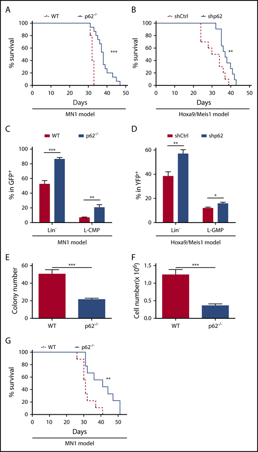 Figure 2. Loss of p62 delays leukemia development. (A) Kaplan-Meier curve represents survival of WT (n = 10) and p62−/− (n = 15) MN1 leukemic mice. (B) Kaplan-Meier curve represents survival of shCtrl (n = 10) and shp62 (n = 11) Hoxa9/Meis1 leukemic mice. (C) Flow cytometric analysis of Lin− and leukemic common lymphoid progenitor (L-CMP) (cKit+Sca1−CD34+CD16/32+) in MN1 leukemic mice at time of death (n = 9 in WT and n = 8 in p62−/− group). (D) Flow cytometric analysis of Lin− and leukemic granulocyte macrophage progenitor (L-GMP) (cKit+Sca1−CD34+CD16/32−) in Hoxa9/Meis1 leukemic mice at time of death (n = 10 in shCtrl and n = 11 in shp62 group). (E) Colony numbers and (F) cell numbers were determined in colony-forming unit assays of p62−/− and WT MN1-driven ldMBM leukemia cells isolated from the BM of sick mice at time of death (n = 8 in WT and n = 14 in p62−/− group). Each experiment was performed in triplicate with 500 LK cells. (G) Kaplan-Meier curve represents survival of secondary recipients transplanted with 104 GFP+ cells from WT or p62−/− MN1 leukemic mice (n = 9 in both groups) into sublethally irradiated (5.5 Gy) WT-recipient mice. Values are mean ± SEM. *P ≤ .05; **P ≤ .01; ***P ≤ .001.