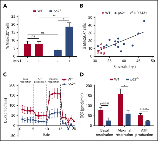 Figure 4. Mitochondrial functions in p62−/− leukemia cells were defective. (A) Mitochondrial superoxide levels of LK HSC cells from healthy mice (n = 3 per group) and GFP+ LK blasts from MN1 leukemic mice (n = 8 in WT and n = 14 in p62−/− leukemic mice) were analyzed by flow cytometry using MitoSOX. (B) Pearson’s correlation was used to determine the correlation between the proportions of MitoSOX+ leukemic cells with the survival time of leukemic mice. (C) Mitochondrial respiration of WT and p62−/− MN1 leukemic mice (n = 3 per group) was determined by measuring the OCR. The experiment was performed in real time by the 96-well Seahorse Bioscience Extracellular Flux Analyzer XF96. (D) The rates of basal respiration, maximal respiration, and adenosine triphosphate (ATP) production were compared between WT and p62−/− group (n = 3 per group). Values are mean ± SEM. ns, not significant; *P ≤ .05; **P ≤ .01; ***P ≤ .001.