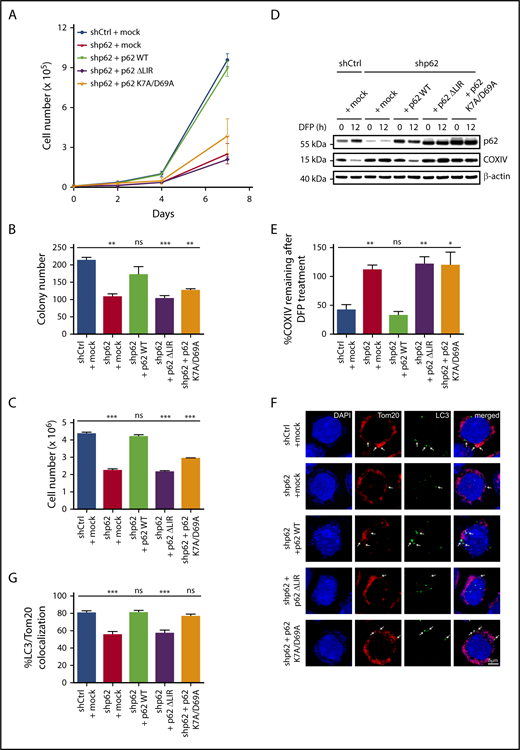 Figure 6. Reintroduction of WT p62 can rescue the phenotype, but not the ΔLIR mutant of p62. (A) Expansion analysis of shCtrl (+ mock), shp62 (+ mock), and shp62 (+ p62 WT, p62 ΔLIR, and p62 K7A/D69A) transduced MN1-driven ldMBM leukemia cells were performed by seeding 104 cells and counting live cells (by Trypan blue exclusion) at the indicated time points (n = 3 in triplicate). (B) Colony numbers and (C) cell numbers were determined in colony-forming unit assays of shCtrl, shp62, and p62 mutants transduced MN1-driven leukemia cells (n = 3 in triplicate, each with 500 cells). (D) shCtrl, shp62, and p62 mutants transduced MN1-driven leukemia cells were treated for 12 hours with 1 mM DFP. Lysates were analyzed by western blotting for the inner mitochondrial protein COXIV and p62. β-Actin served as a loading control. (E) Quantification of remaining protein expression after 12 hours of treatment with DFP of mitochondrial protein COXIV compared with 0 hours using density analysis of western blots (n = 3 independent experiments). (F) Colocalization of mitochondrial (Tom20) and autophagic (LC3) marker after treatment with 1 mM DFP in shCtrl, shp62, and p62 mutants transduced MN1-driven leukemia cells was visualized by immunofluorescent staining. Arrows indicate colocalization of both markers. Tom20 and LC3 were immunostained with fluorescent dyes Alexa Fluor 647 and Alexa Fluor 593, respectively. DAPI (4′,6-diamidino-2-phenylindole) was used as a nuclear counterstain. Scale bar = 5 µm. Original magnification ×63. (G) Colocalization of Tom20 and LC3 was analyzed by ImageJ (n = 50 for each group). Values are means ± SEM. ns, not significant; *P ≤ .05; **P ≤ .01; ***P ≤ .001.