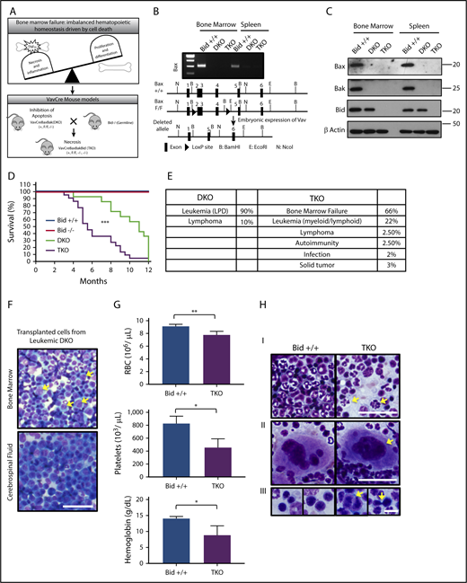 Figure 1. VavCreBaxBakBid TKO mice die of BMF. (A) Schematic of hematopoietic homeostasis and BMF and development of VavCre transgenic mouse models to study the role of cell death. (B) Deletion of Bax in bone marrow and spleen determined by reverse-transcription polymerase chain reaction (top), and diagram of highlighting Cre-Lox recombination with loxP sites flanking exons 2 to 4 of the Bax gene (bottom). (C) Immunoblot examining the expression of Bax, Bak, and Bid in WT (Bid+/+), VavCreBaxBak (DKO), and VavCreBaxBakBid (TKO) mice. (D) Survival curves of Bid+/+, Bid−/−, DKO, and TKO mice. Statistics demonstrate differences between DKO and TKO animals. Bid+/+ n = 4, Bid−/− n = 4, DKO n = 14, TKO n = 22. (E) Cause of death in DKO and TKO mice determined at time of necropsy. (F) Bone marrow and cerebrospinal fluid from Bid+/+ mice transplanted with leukemic DKO bone marrow after sublethal irradiation. Arrows indicate leukemic blasts. Scale bar, 50 μm. (G) Complete blood counts, including RBCs (top; 106/µL), platelet counts (middle; 106/µL), and hemoglobin (bottom; g/dL); n = 3 and 4 Bid+/+ and TKO mice, respectively. (H) Cytospins from bone marrow Bid+/+ and TKO mouse bone marrow mice denoting neutrophils (I), megakaryocytes (II), and erythroid precursors (III). Arrows indicate hypersegmentation (I), hypolobulation (II), and binucleation and intrachromosomal bridging (III). Scale bars, 10 μm. *P < .05, ***P < .001. Data represent mean ± standard error of the mean (SEM). LDP, lymphoproliferative disorder.
